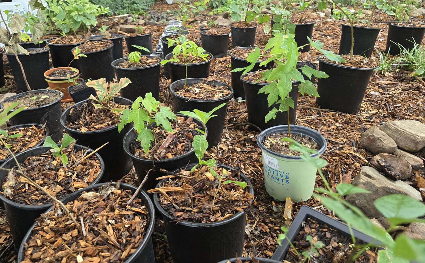 Rows of young tree saplings growing in black nursery pots on wood mulch.