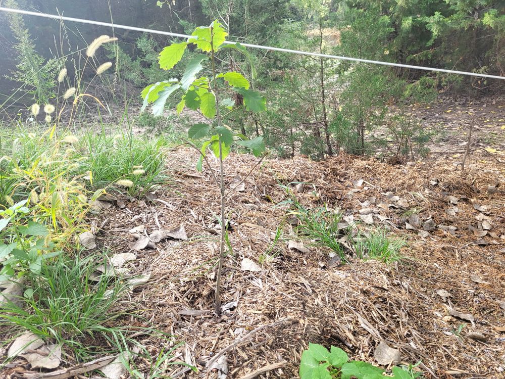 A young broadleaf sapling with lobed leaves standing in wood-chip mulch beside tall grasses, with evergreens behind.