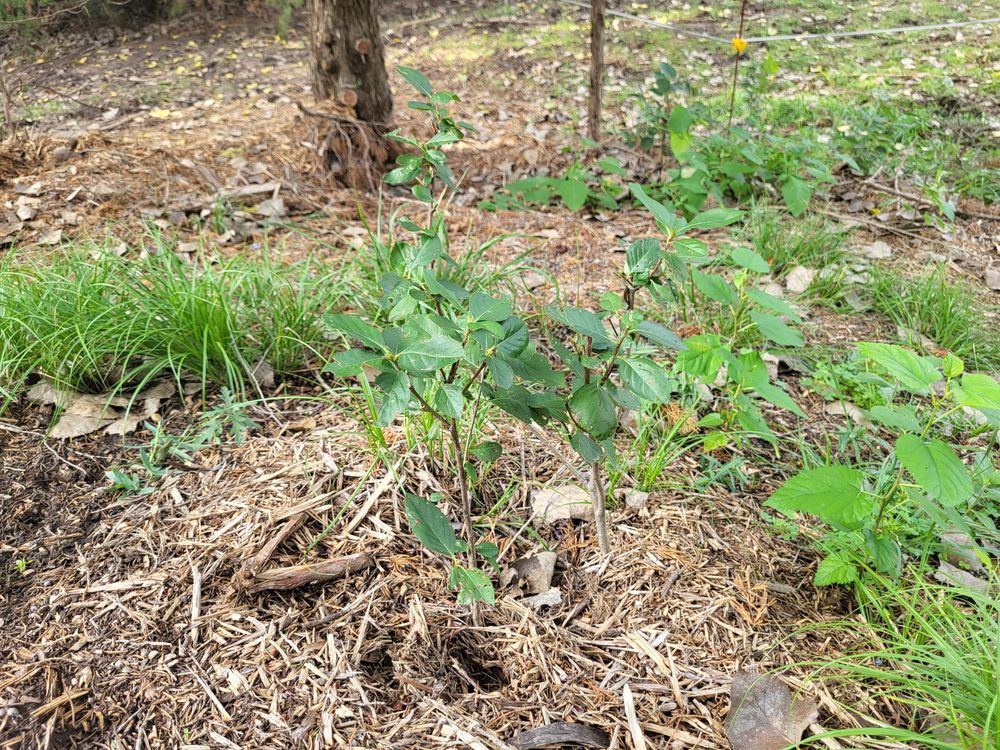 A bushy young shrub with glossy oval leaves growing from a mound of wood-chip mulch.