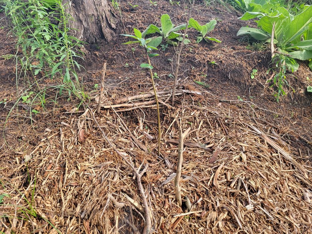 A small, bushy evergreen seedling with short needles in a ring of wood-chip mulch, surrounded by tall grass.