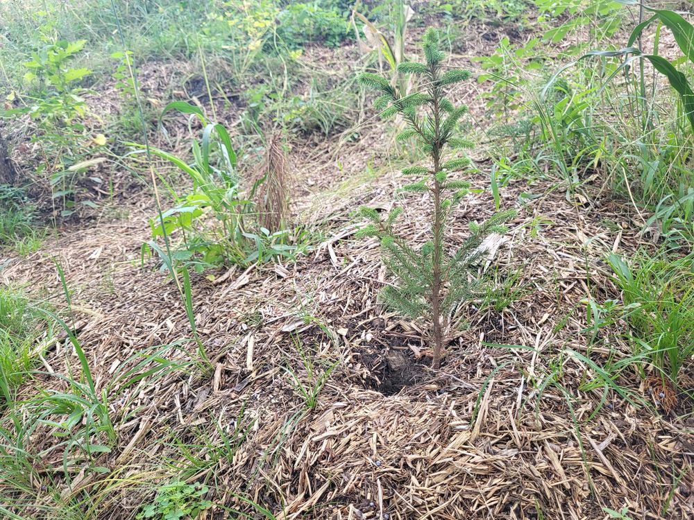 A young evergreen with a straight stem and short-needled branches in a ring of wood-chip mulch.
