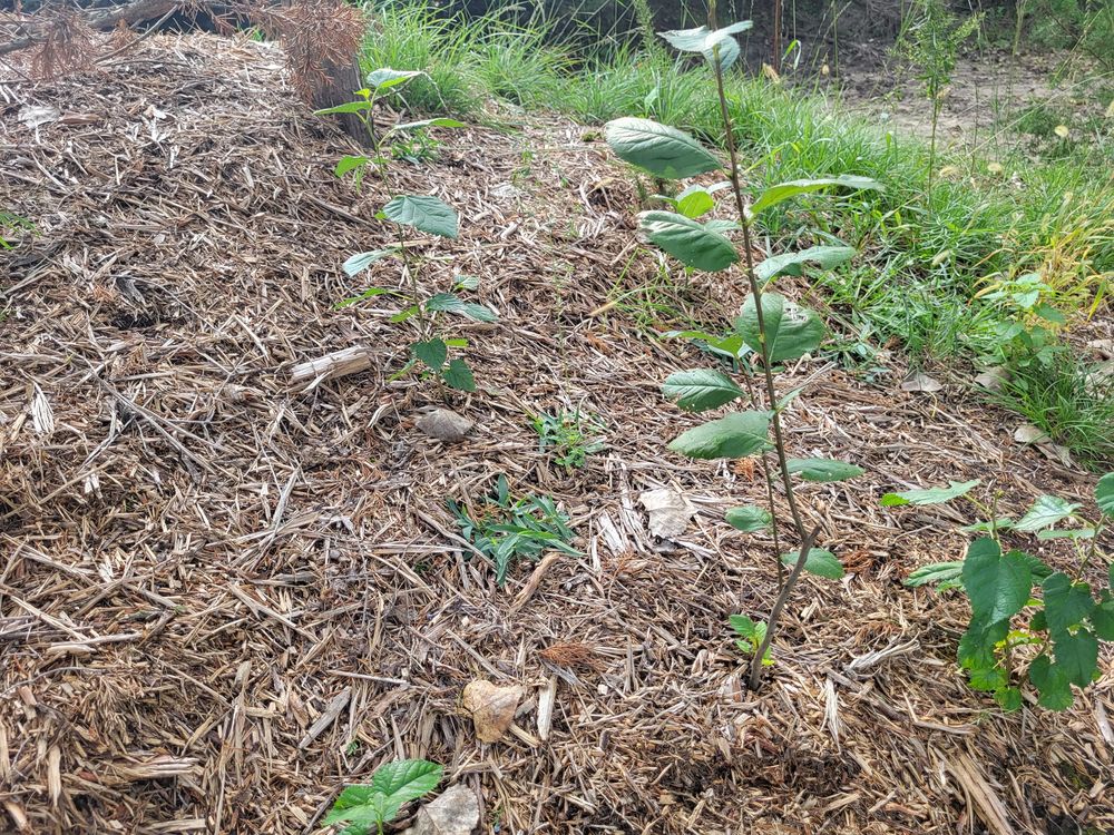 A thin broadleaf sapling with two smaller ones planted in a row on a slope covered in wood chips.