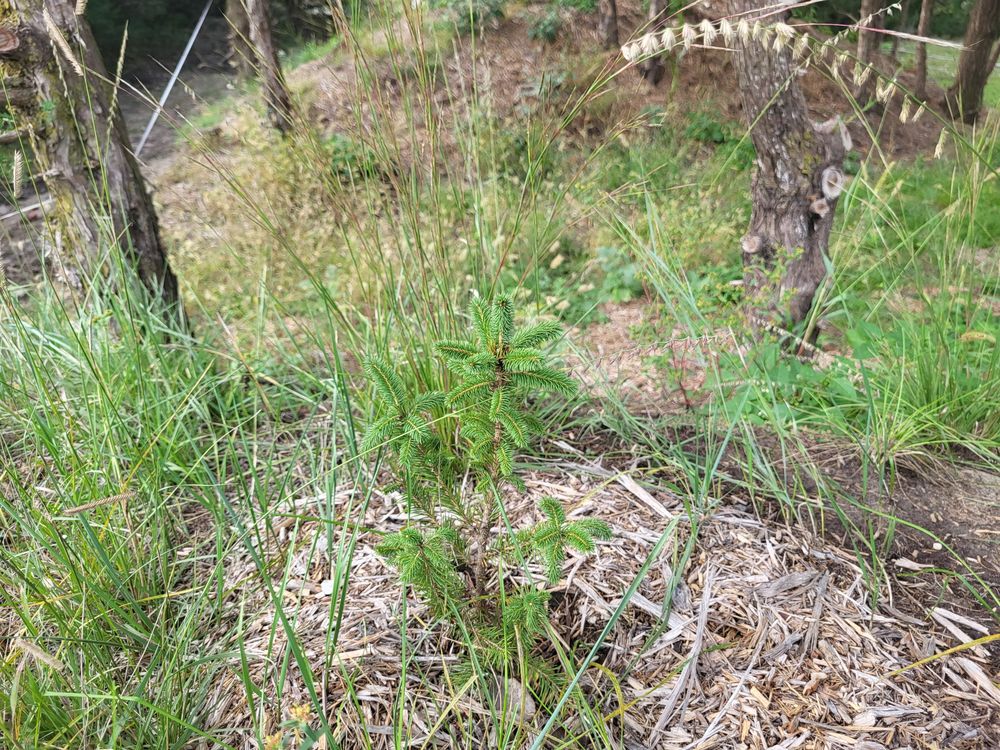 A slender young sapling with a few leaves at its tip, in wood-chip mulch on a slope, with large-leaved plants behind.